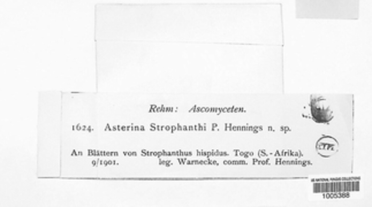 Asterina strophanthi image